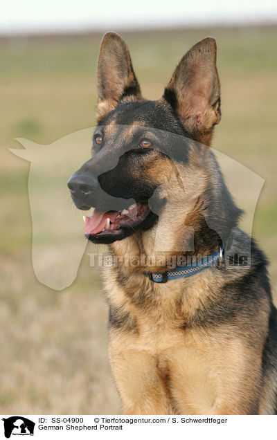 Deutscher Schferhund Portrait / German Shepherd Portrait / SS-04900