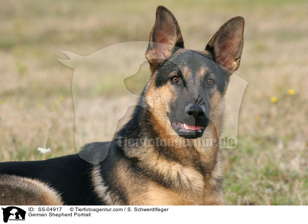 Deutscher Schferhund Portrait / German Shepherd Portrait / SS-04917