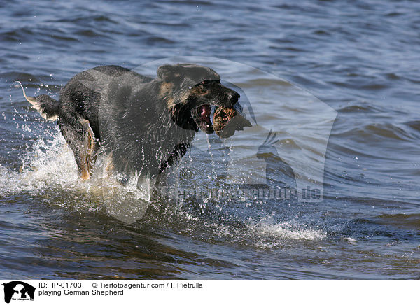 spielender Deutscher Schferhund / playing German Shepherd / IP-01703