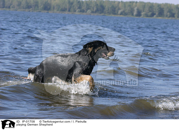 spielender Deutscher Schferhund / playing German Shepherd / IP-01708