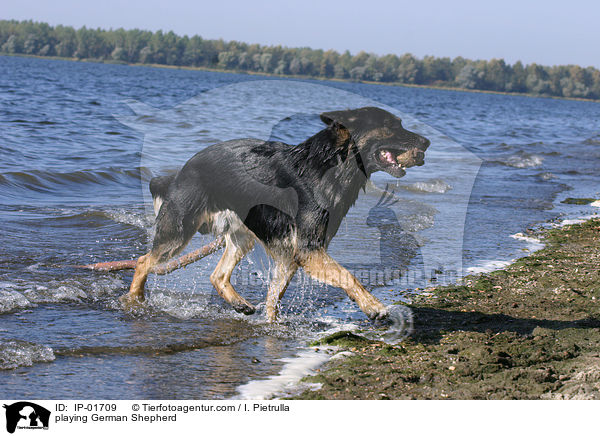 spielender Deutscher Schferhund / playing German Shepherd / IP-01709