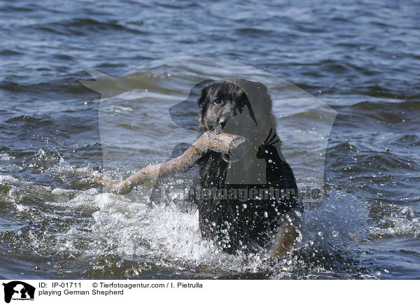 spielender Deutscher Schferhund / playing German Shepherd / IP-01711