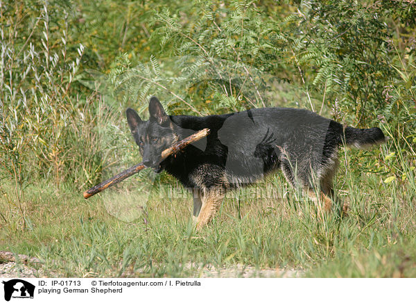 playing German Shepherd / IP-01713