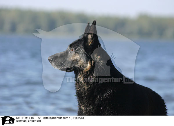 Deutscher Schferhund / German Shepherd / IP-01715