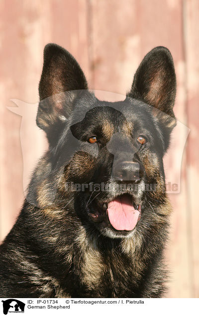 German Shepherd / IP-01734