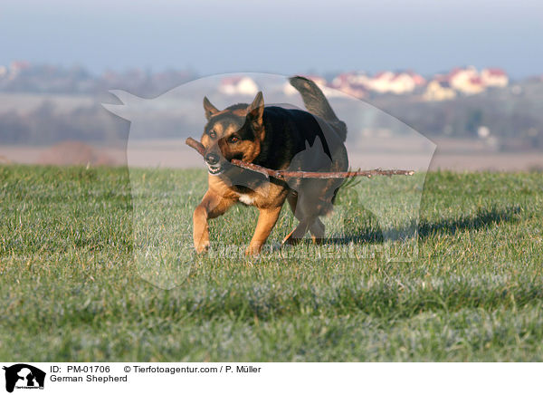Deutscher Schferhund / German Shepherd / PM-01706