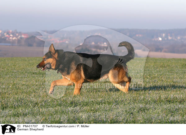 Deutscher Schferhund / German Shepherd / PM-01707