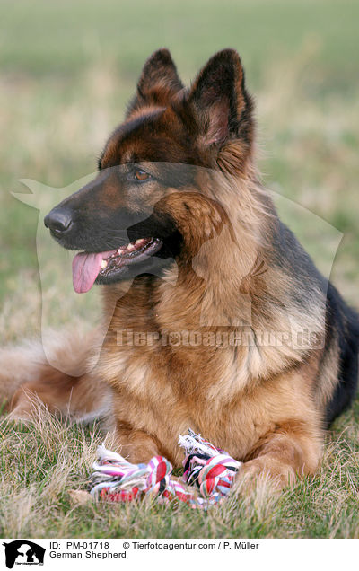 Deutscher Schferhund / German Shepherd / PM-01718