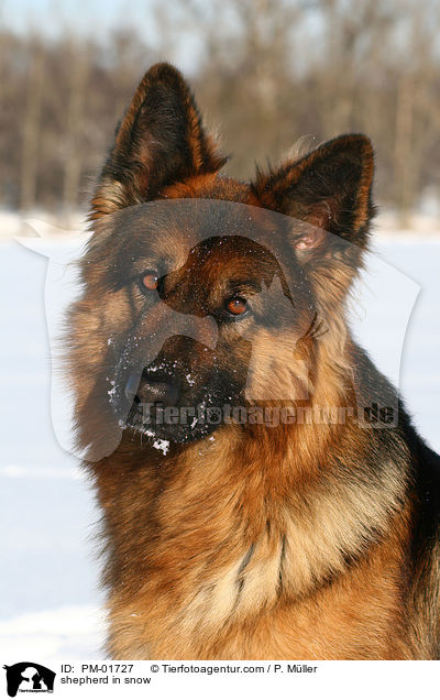 Schferhund im Schnee / shepherd in snow / PM-01727