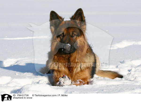 shepherd in snow / PM-01736