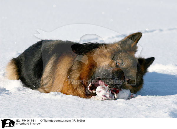 Schferhund im Schnee / shepherd in snow / PM-01741