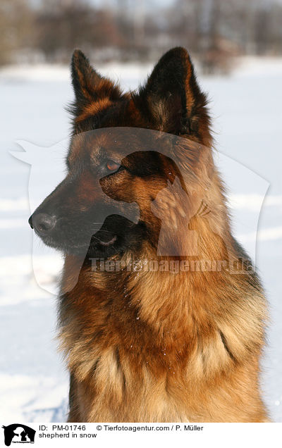 Schferhund im Schnee / shepherd in snow / PM-01746