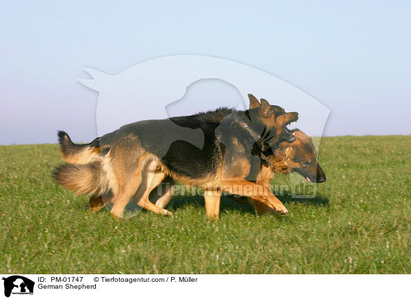 Deutsche Schferhunde / German Shepherd / PM-01747