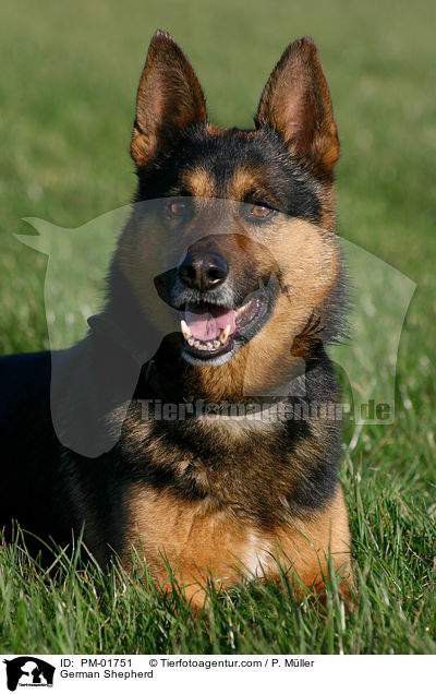 Deutscher Schferhund / German Shepherd / PM-01751