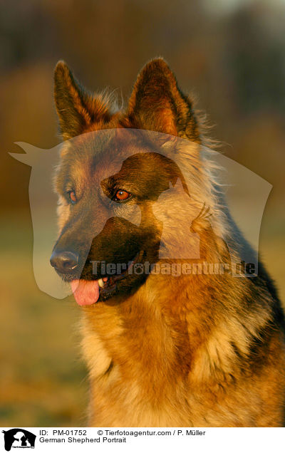 German Shepherd Portrait / PM-01752