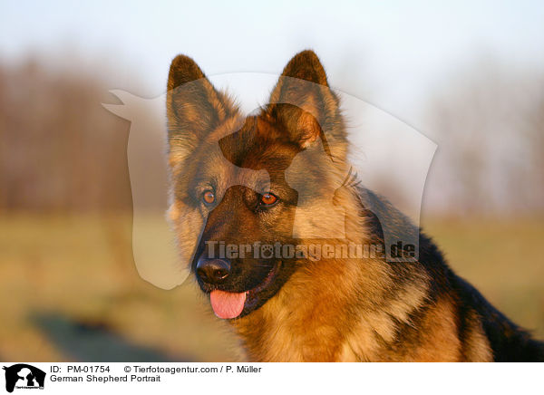 German Shepherd Portrait / PM-01754