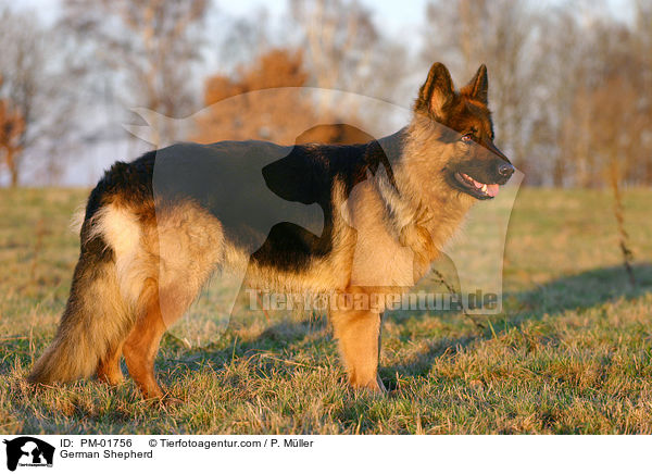 German Shepherd / PM-01756