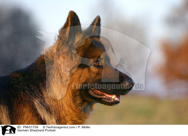 Deutscher Schferhund Portrait / German Shepherd Portrait / PM-01759