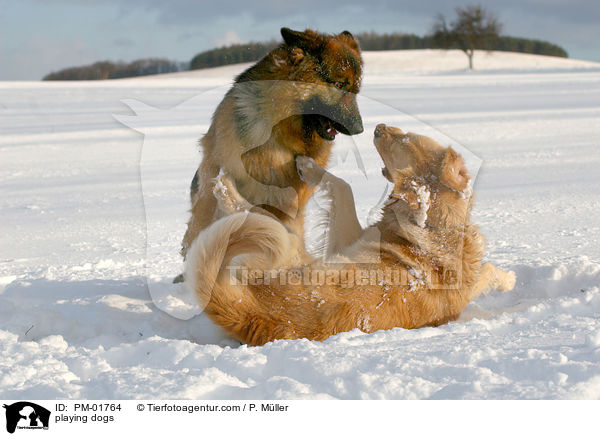 spielende Hunde / playing dogs / PM-01764