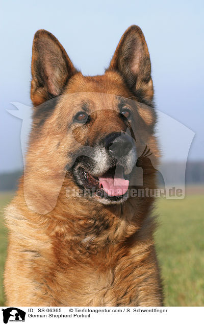 Deutscher Schferhund Portrait / German Shepherd Portrait / SS-06365