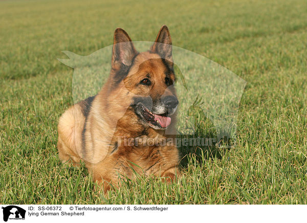 liegender Deutscher Schferhund / lying German Shepherd / SS-06372