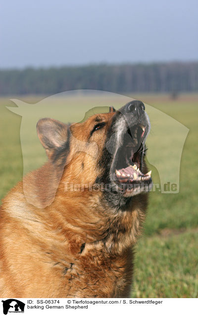 barking German Shepherd / SS-06374