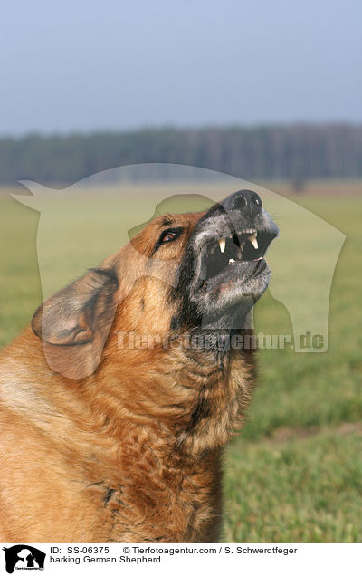 barking German Shepherd / SS-06375