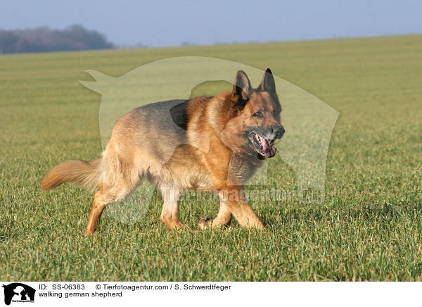 laufender Deutscher Schferhund / walking german shepherd / SS-06383