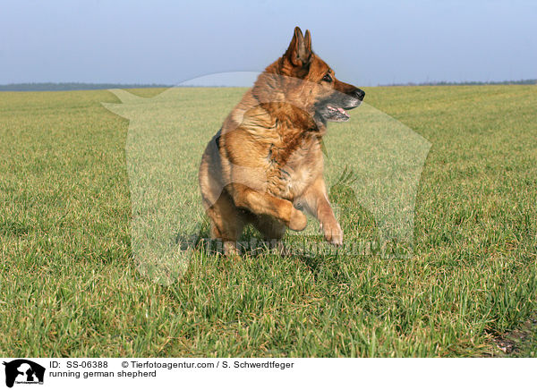 rennender Deutscher Schferhund / running german shepherd / SS-06388