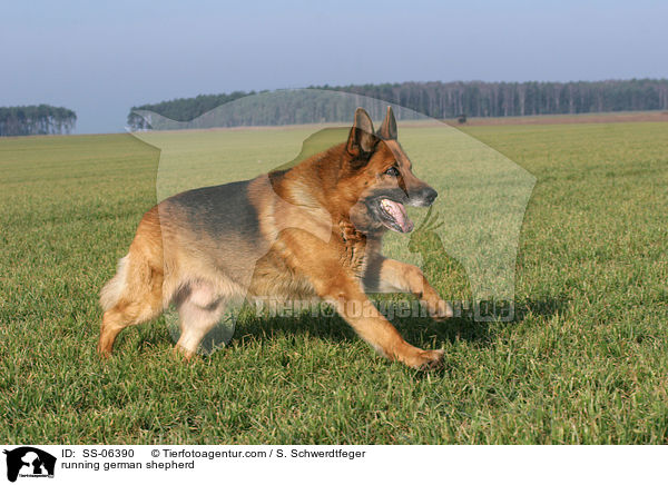 rennender Deutscher Schferhund / running german shepherd / SS-06390
