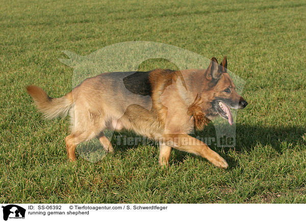 rennender Deutscher Schferhund / running german shepherd / SS-06392