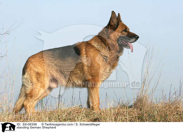 standing German Shepherd / SS-06398