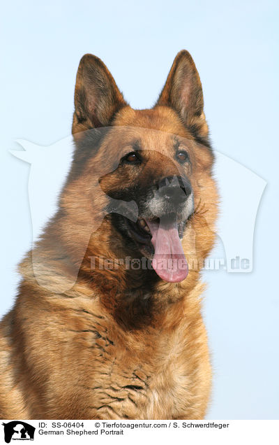 German Shepherd Portrait / SS-06404