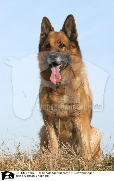 sitzender Deutscher Schferhund / sitting German Shepherd / SS-06407