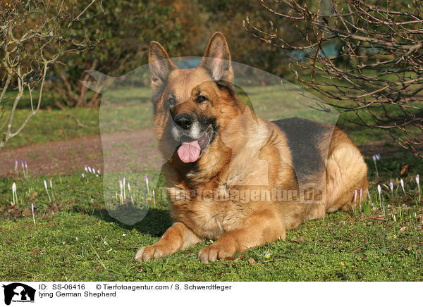 liegender Deutscher Schferhund / lying German Shepherd / SS-06416