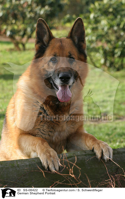 Deutscher Schferhund Portrait / German Shepherd Portrait / SS-06422