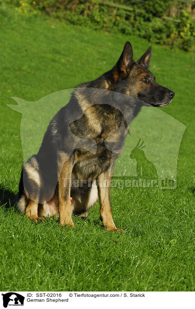 Deutscher Schferhund / German Shepherd / SST-02016