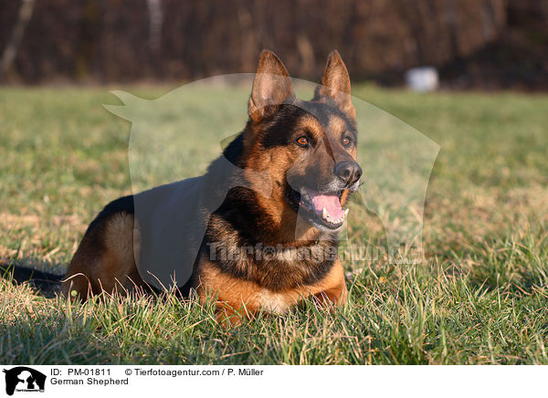 Deutscher Schferhund / German Shepherd / PM-01811