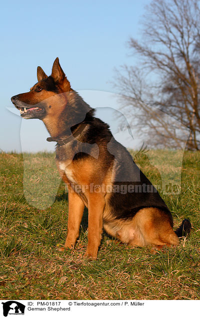Deutscher Schferhund / German Shepherd / PM-01817