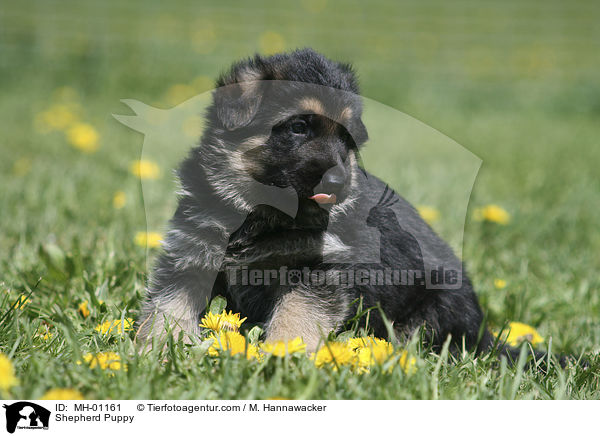 Schferhund Welpe / Shepherd Puppy / MH-01161
