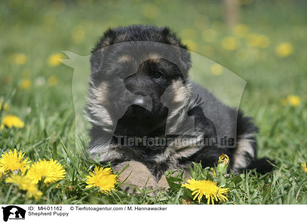 Schferhund Welpe / Shepherd Puppy / MH-01162