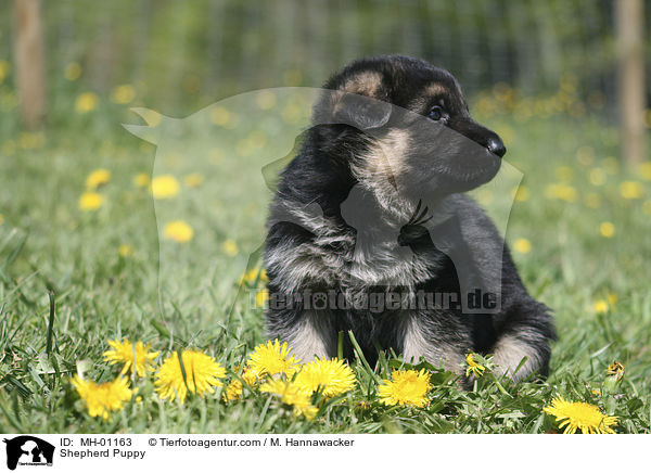 Schferhund Welpe / Shepherd Puppy / MH-01163