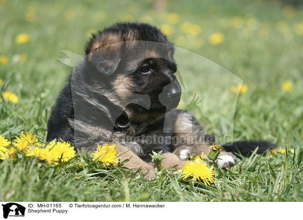 Schferhund Welpe / Shepherd Puppy / MH-01165