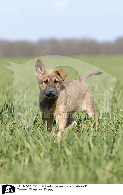 Schferhund Welpe / German Shepherd Puppy / AP-01338