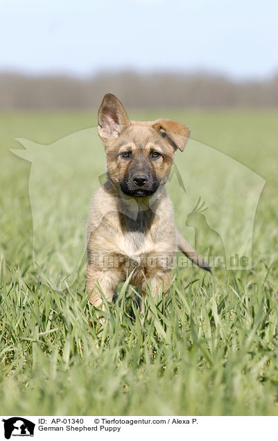 Schferhund Welpe / German Shepherd Puppy / AP-01340