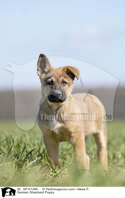 Schferhund Welpe / German Shepherd Puppy / AP-01346