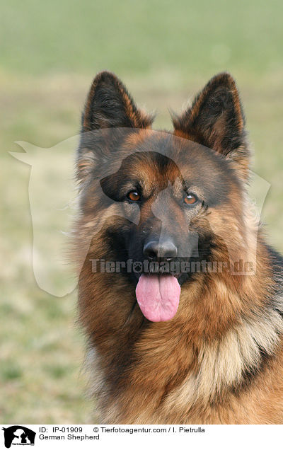 Deutscher Schferhund / German Shepherd / IP-01909