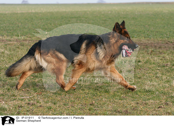 Deutscher Schferhund / German Shepherd / IP-01911