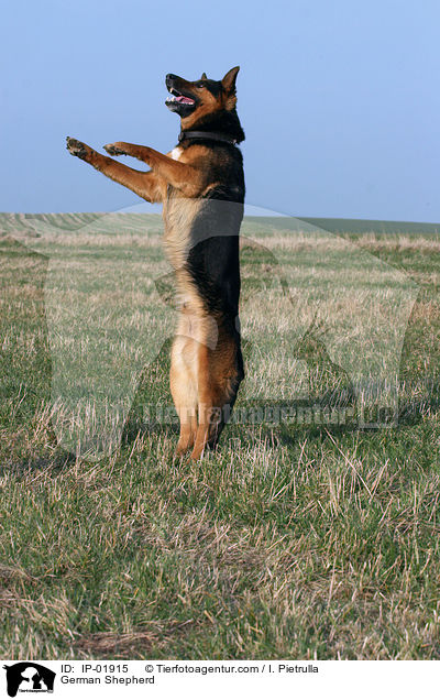 Deutscher Schferhund / German Shepherd / IP-01915