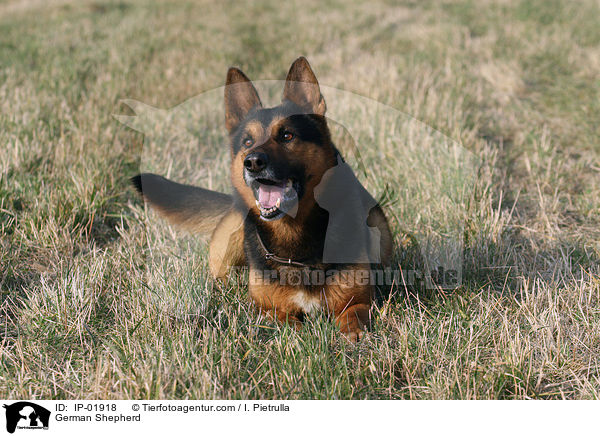 Deutscher Schferhund / German Shepherd / IP-01918